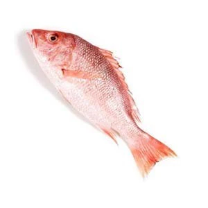 Red Snapper